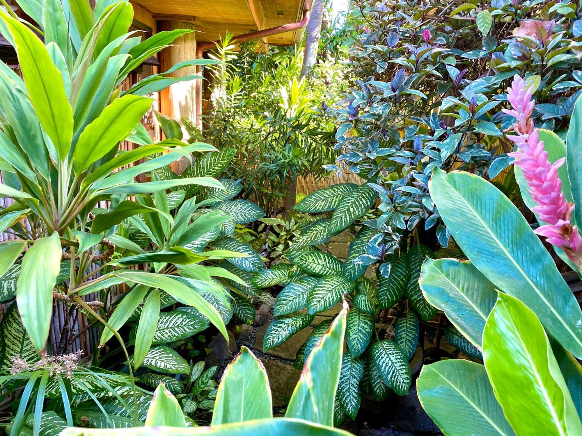 The Kulani Maui Hotel Lahaina Cameră foto